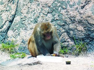 嶗山孫大圣霸占三標(biāo)山 面餅壽司來者不拒