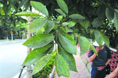 八大關(guān)滿街飄蚜蟲雨 惡心黑色物愁壞居民(