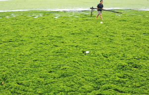 青島打滸攻守6年:年年旅游旺季登陸 海灘變草原