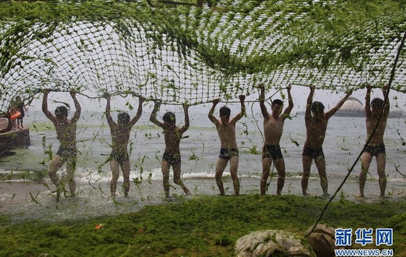 青島首次組人墻拉10米大網(wǎng)清滸苔