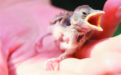 野生鳥被買賣當美味和玩物 剛長毛幼鳥難逃魔掌等死