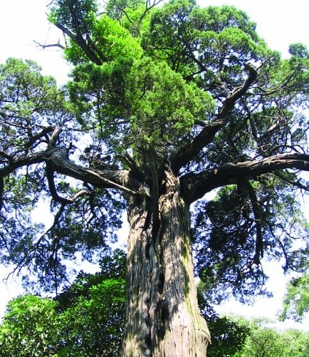 青島最老樹穿越時空:漢朝所栽看盡興衰 扎根太清宮