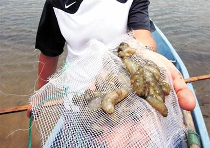 雨被封池面 海參死傷一片