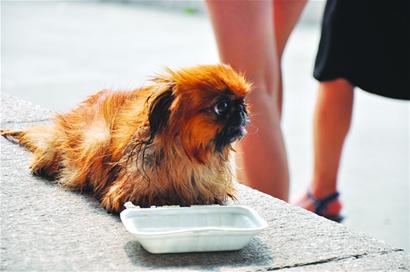 老太心情郁悶抱愛犬跳海