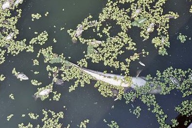 青島護城河里漂著大量死魚 疑生活污水所致