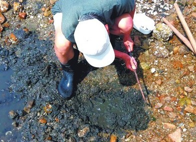 青島趕海人扛鐵鎬海邊挖沙蠶 2元1條1小時挖10條