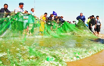 拉網(wǎng)節(jié)第一網(wǎng)撈起3000斤魚