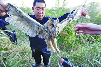 執(zhí)法人員拆21張網救下10只野生鳥 眼神悲涼