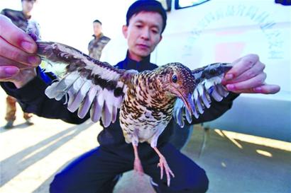 執(zhí)法人員拆21張網救下10只野生鳥 眼神悲涼