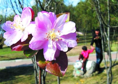 青島膠南海棠果樹(shù)反季開(kāi)花 花朵果實(shí)共存枝頭