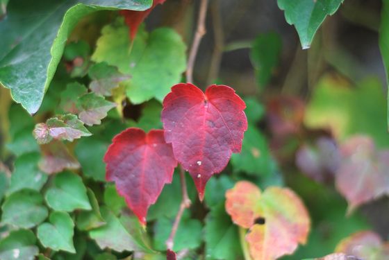 八大關(guān)葉色醉人:數(shù)樹(shù)深紅出淺黃