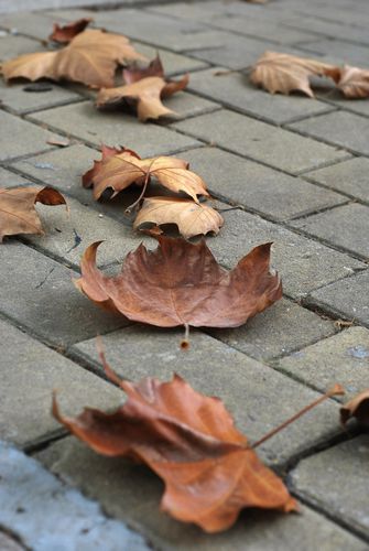 八大關(guān)葉色醉人:數(shù)樹深紅出淺黃