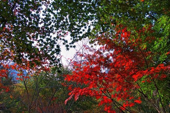 嶗山昨日喜迎初雪 曬大美巨峰深秋紅葉