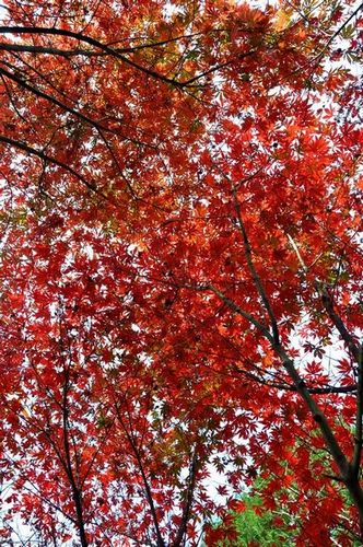 嶗山昨日喜迎初雪 曬大美巨峰深秋紅葉