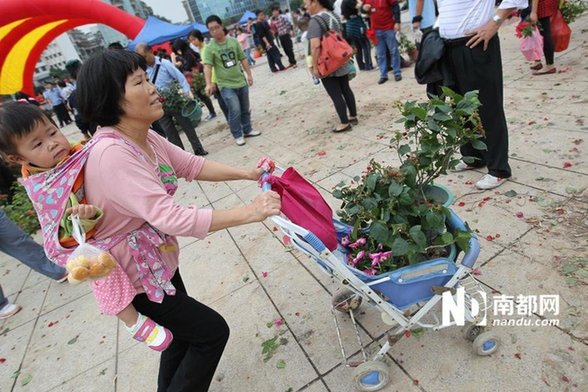 江門(mén)免費(fèi)派花 民眾推倒圍欄哄搶