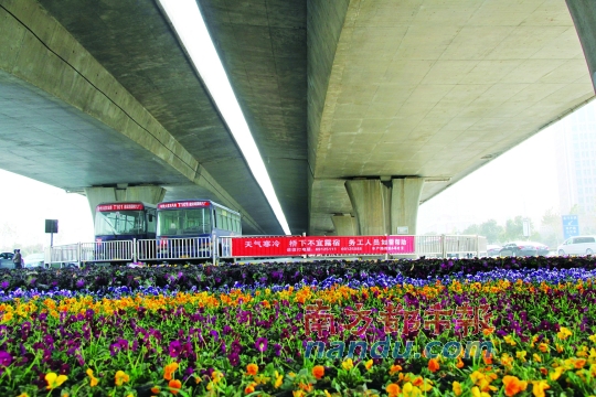 鄭州市中州大道農(nóng)業(yè)路口橋下新擺滿的花盆，旁邊是救助提示語。本版圖片均由南都記者 孫旭陽 攝