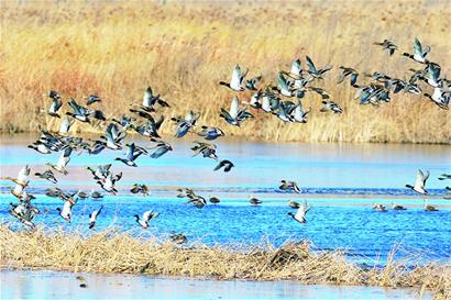 青島賞鳥圖出爐 9大濕地成鳥類天堂