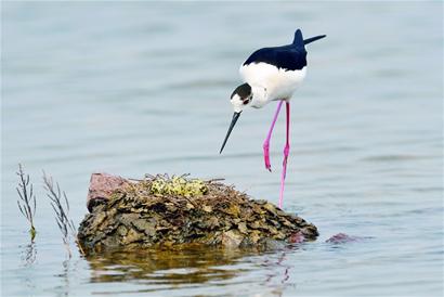 青島賞鳥圖出爐 9大濕地成鳥類天堂