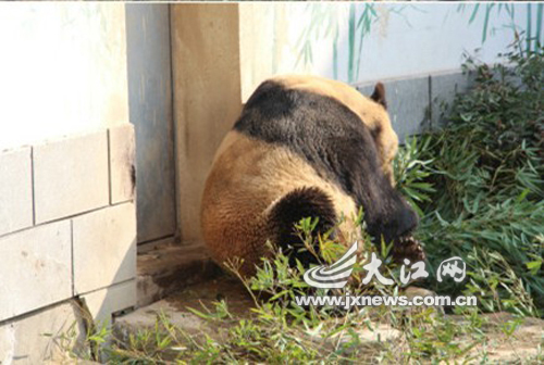 南昌動物園大熊貓變“黃貓” 園方稱很正常（圖片來源江西微博）