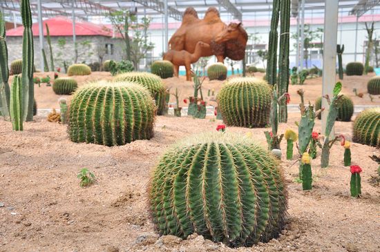 城陽打造首家熱帶觀賞園 南國植物現(xiàn)青島