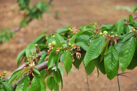 城陽打造首家熱帶觀賞園 南國植物現(xiàn)青島