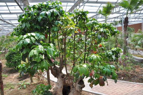 城陽打造首家熱帶觀賞園 南國植物現(xiàn)青島